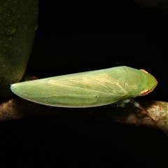 Lipokrisnini