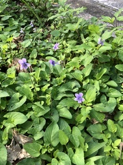 Viola philippica pseudojaponica