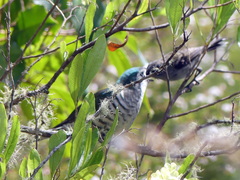 Chrysococcyx lucidus lucidus