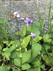 Viola philippica pseudojaponica