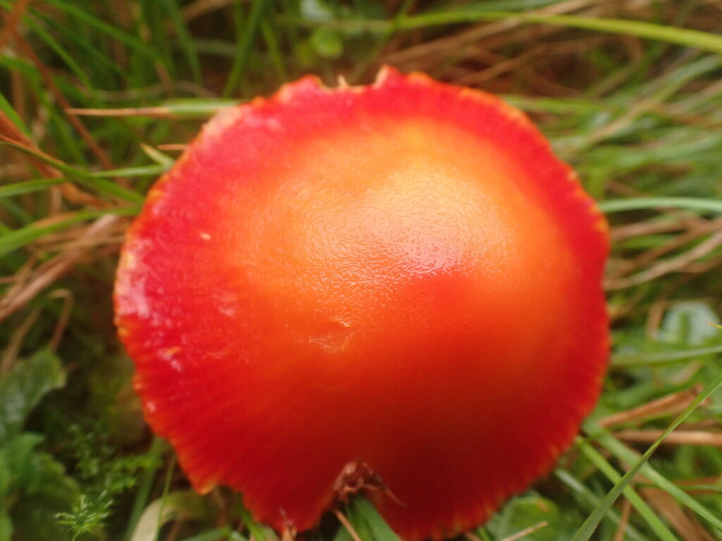 Hygrocybe coccinea · November 2025 · photo: © johnlyden (iNaturalist, cc-by)