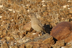 Bucanetes githagineus