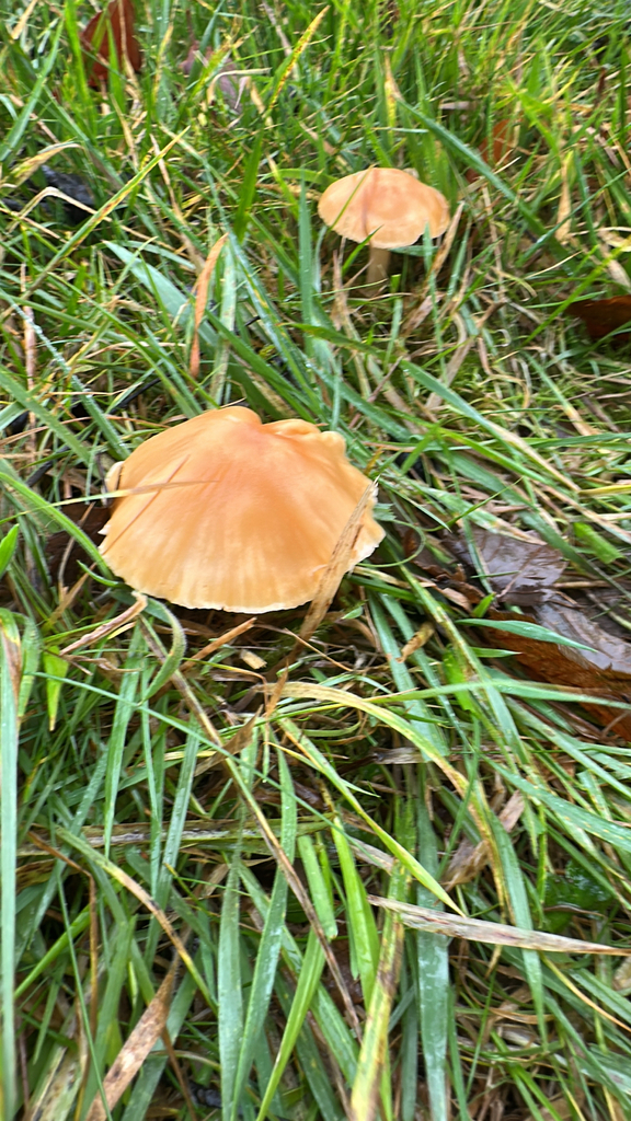 Cuphophyllus pratensis · November 2025 · photo: © slaidburn (iNaturalist, cc-by)