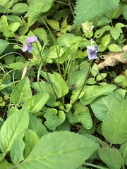 Viola philippica pseudojaponica