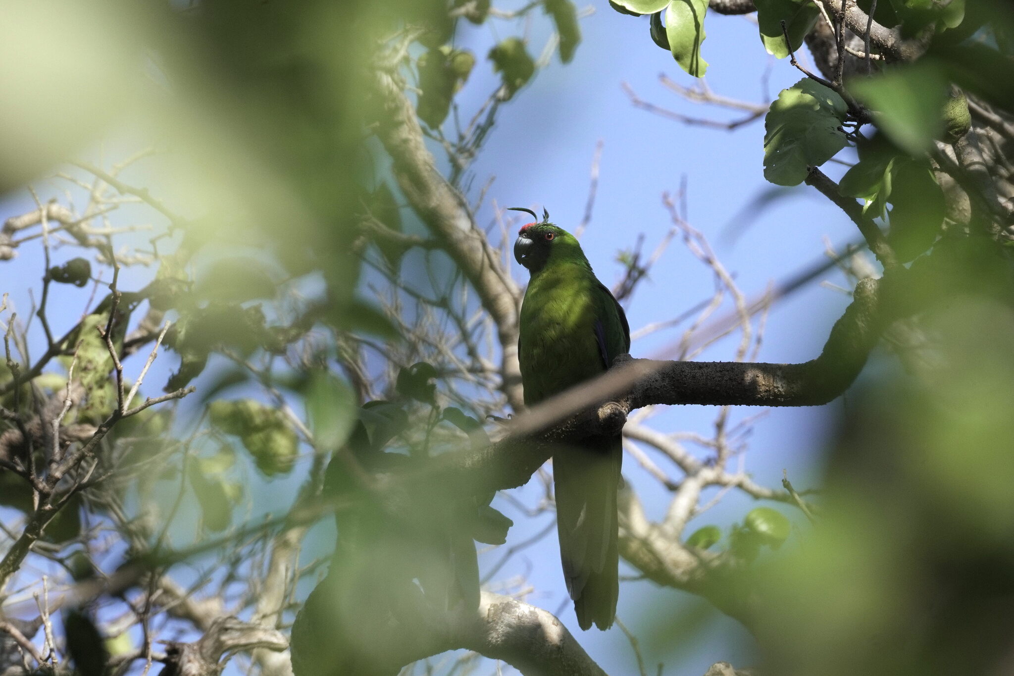 Horned Parakeet (Eunymphicus cornutus), photo 2