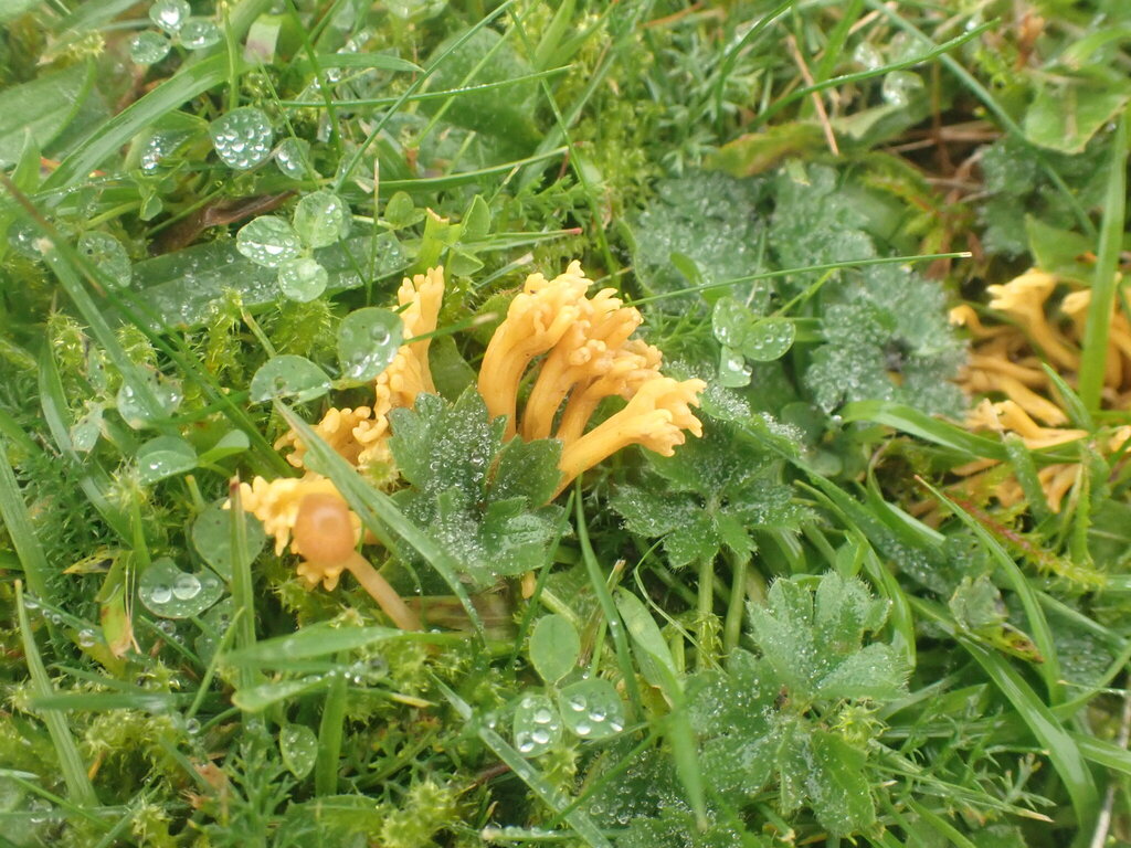Clavulinopsis corniculata · November 2025 · photo: © johnlyden (iNaturalist, cc-by)