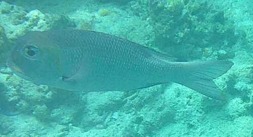 Monotaxis grandoculis