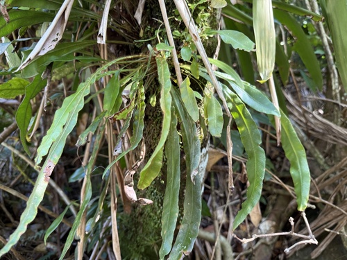Elaphoglossum apodum, 2025-11-14