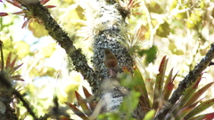 Lepidocolaptes affinis