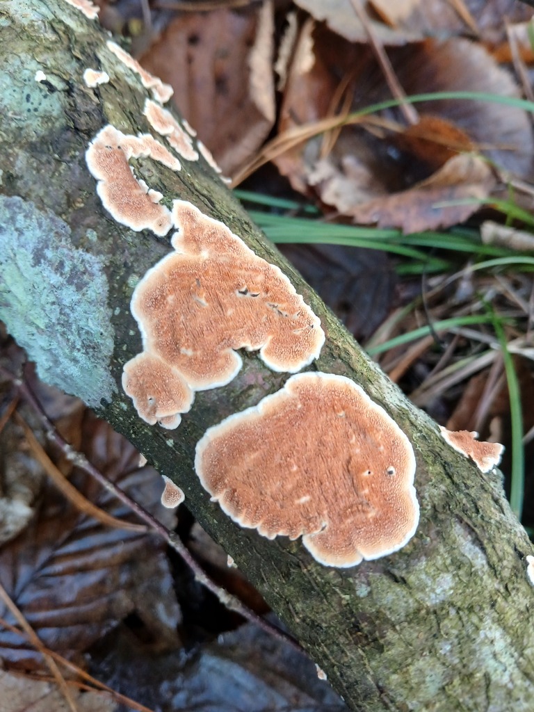 Steccherinum ochraceum · November 2025 · photo: © vasyliuk1 (iNaturalist, cc-by)