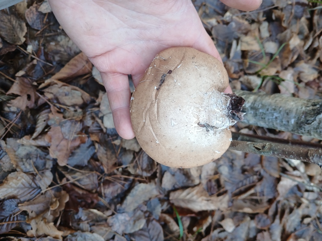 Fomitopsis betulina · November 2025 · photo: © vasyliuk1 (iNaturalist, cc-by)