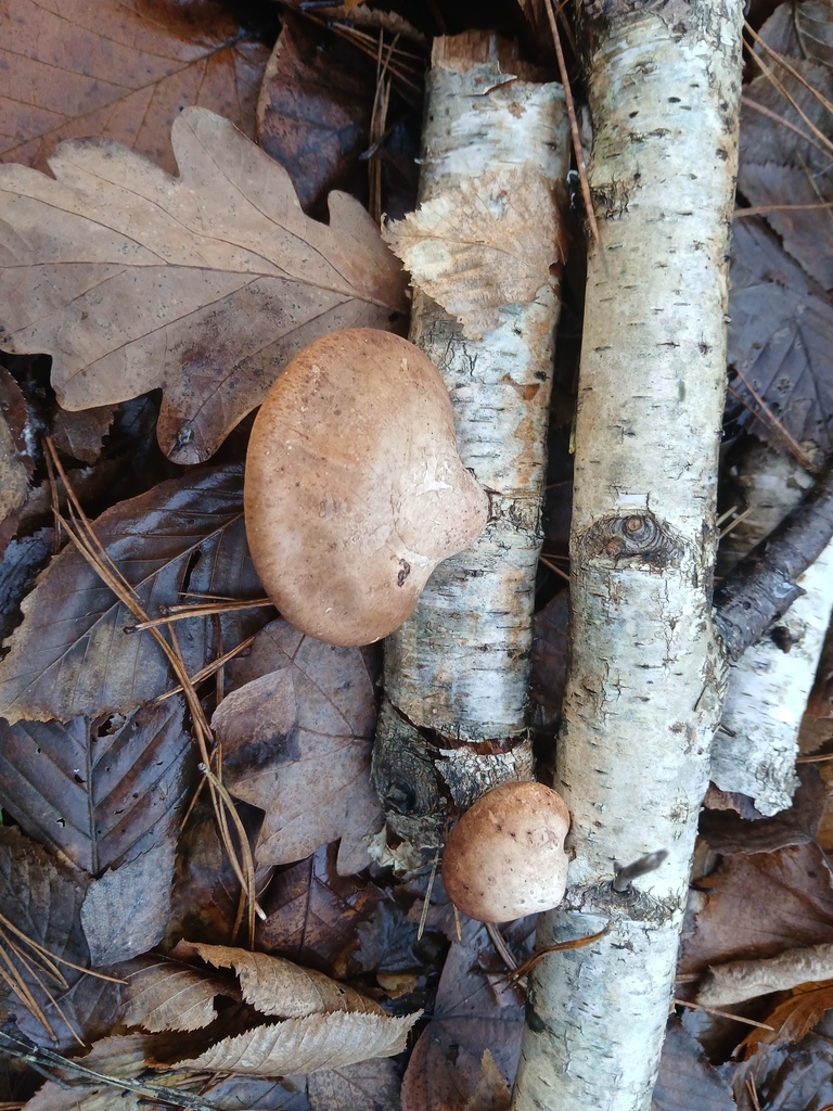Fomitopsis betulina · November 2025 · photo: © vasyliuk1 (iNaturalist, cc-by)