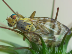 Terellia nigronota