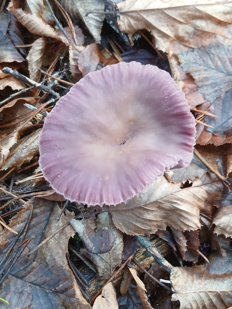 Laccaria amethystina · November 2025 · photo: © vasyliuk1 (iNaturalist, cc-by)