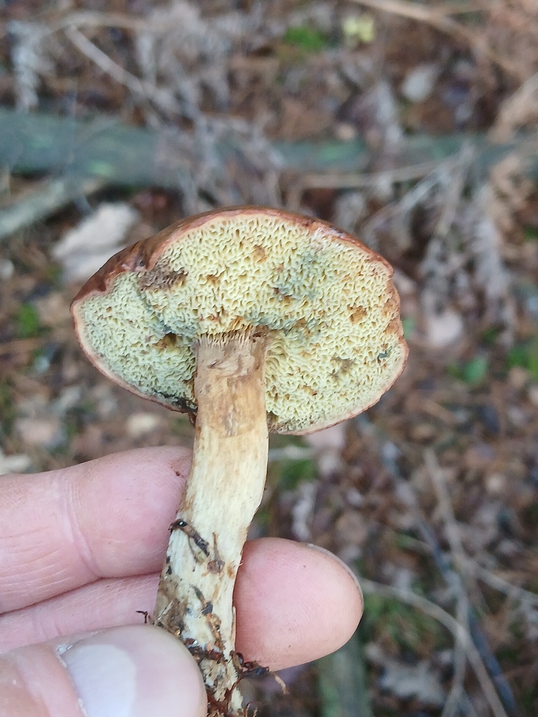 Imleria badia · November 2025 · photo: © vasyliuk1 (iNaturalist, cc-by)