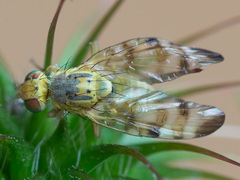 Terellia nigronota