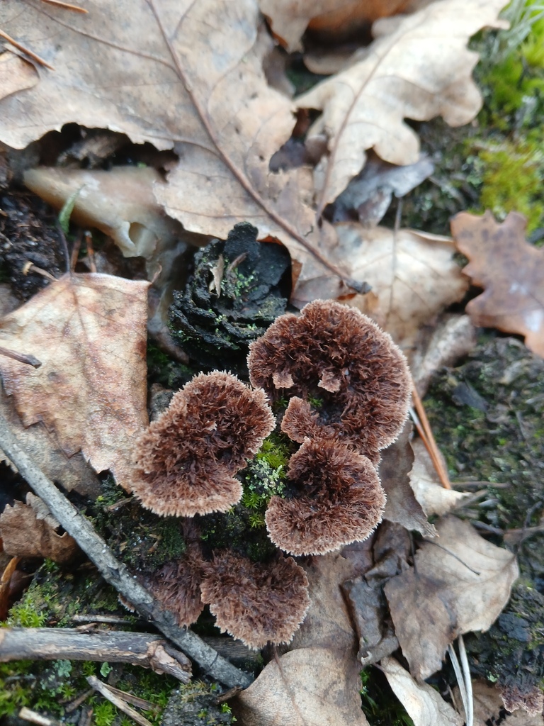 Thelephora terrestris · November 2025 · photo: © vasyliuk1 (iNaturalist, cc-by)