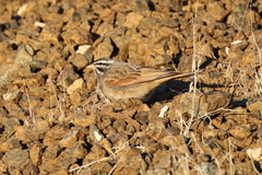 Emberiza striolata