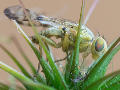 Terellia nigronota
