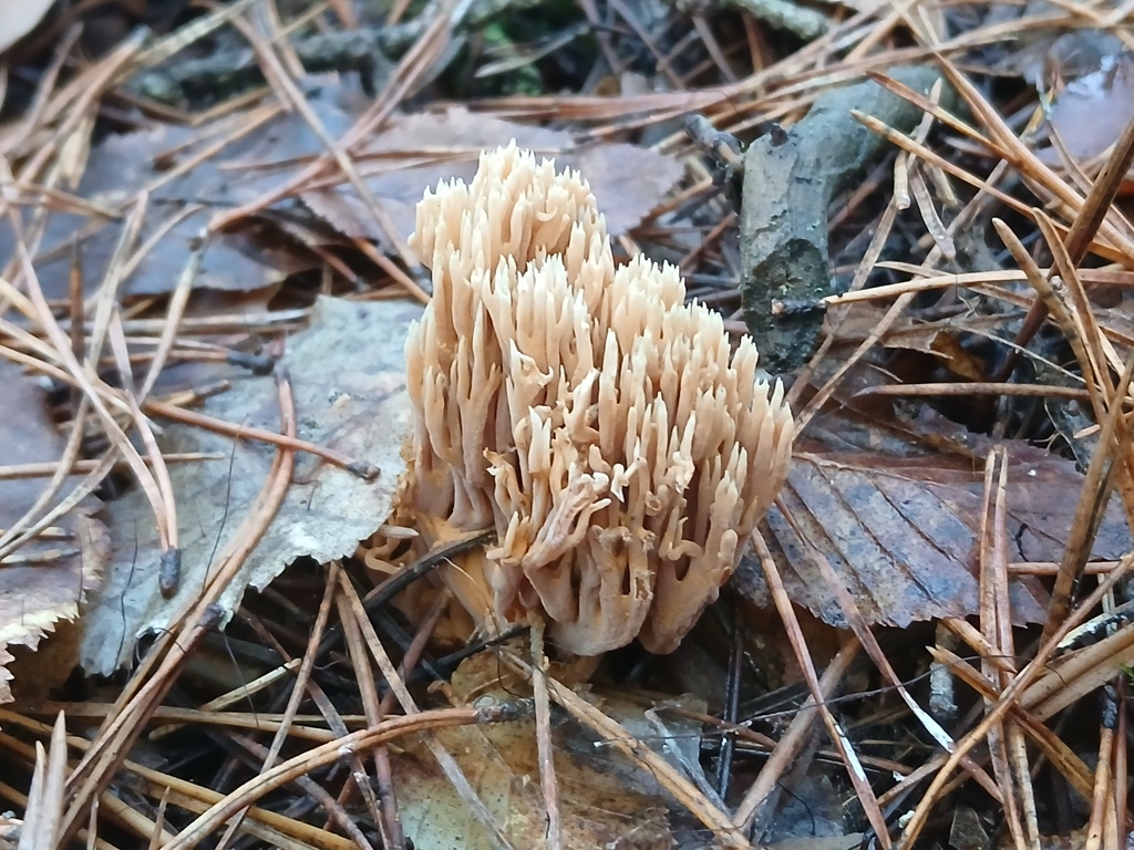Ramaria stricta · November 2025 · photo: © vasyliuk1 (iNaturalist, cc-by)