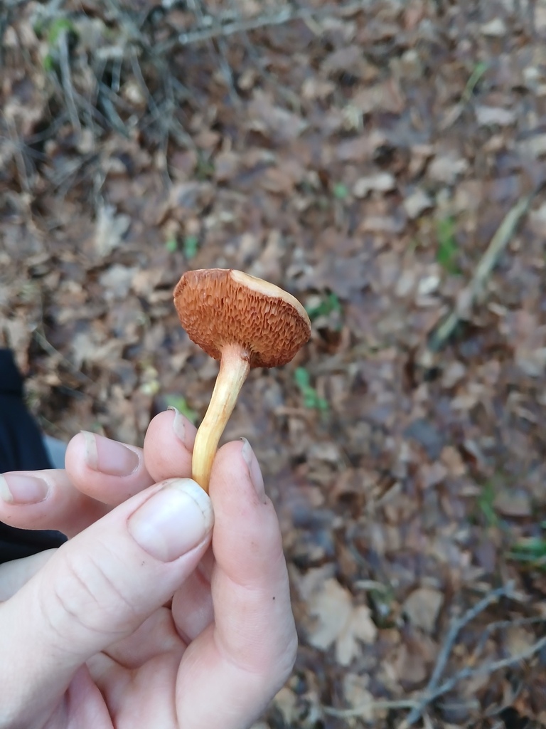 Chalciporus piperatus · November 2025 · photo: © vasyliuk1 (iNaturalist, cc-by)