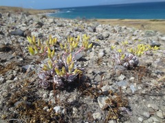 Dudleya gnoma