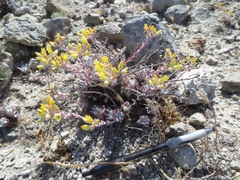 Dudleya gnoma