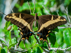 Heraclides andraemon