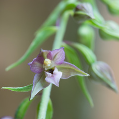 Epipactis helleborine