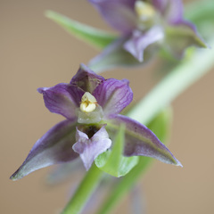 Epipactis helleborine