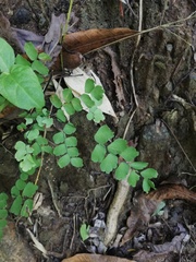 Adiantum amplum