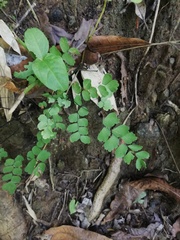 Adiantum amplum
