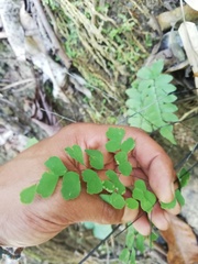 Adiantum amplum
