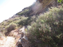 Salvia brandegeei
