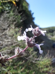 Salvia brandegeei