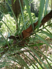 Desmoncus orthacanthos