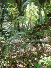 Desmoncus orthacanthos