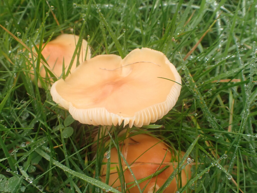 Cuphophyllus pratensis · November 2025 · photo: © johnlyden (iNaturalist, cc-by)
