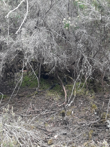 Tiger Snake sighting