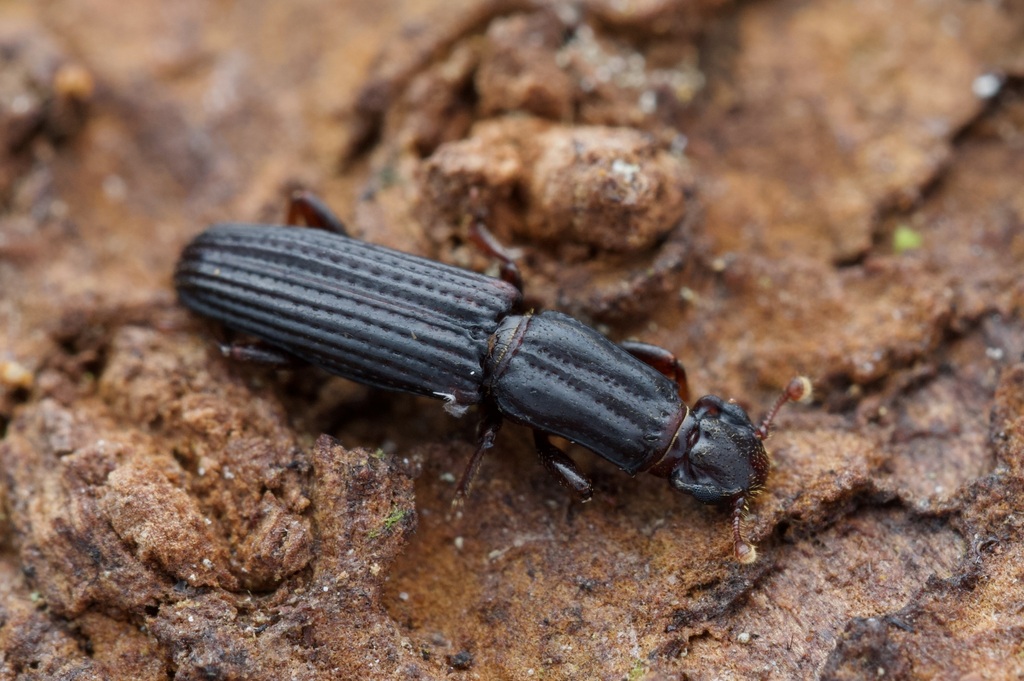 Lenax mirandus