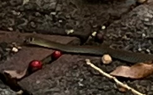 Yellow-faced Whipsnake sighting