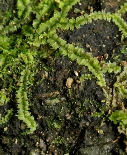 Lesser Crestwort (Lophocolea minor)