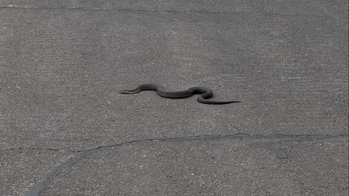 Lowlands Copperhead sighting