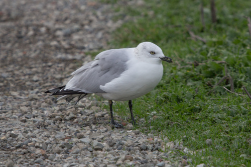 Ring-billed Gull photographed in California