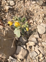 Senna pilosior