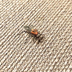 Jadera sanguinolenta