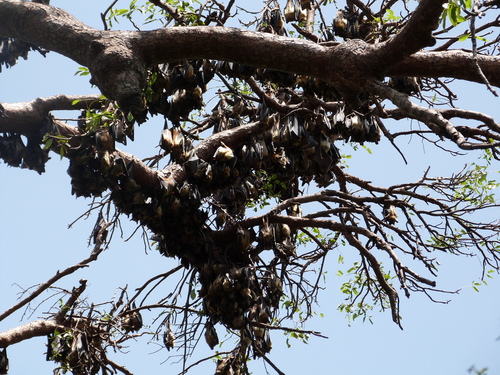 Straw-coloured Fruit Bat