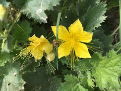 Eucnide bartonioides