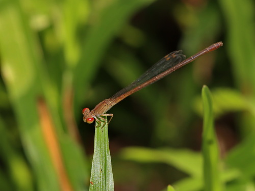 Ceriagrion praetermissum