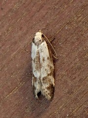 Palimmeces variegata
